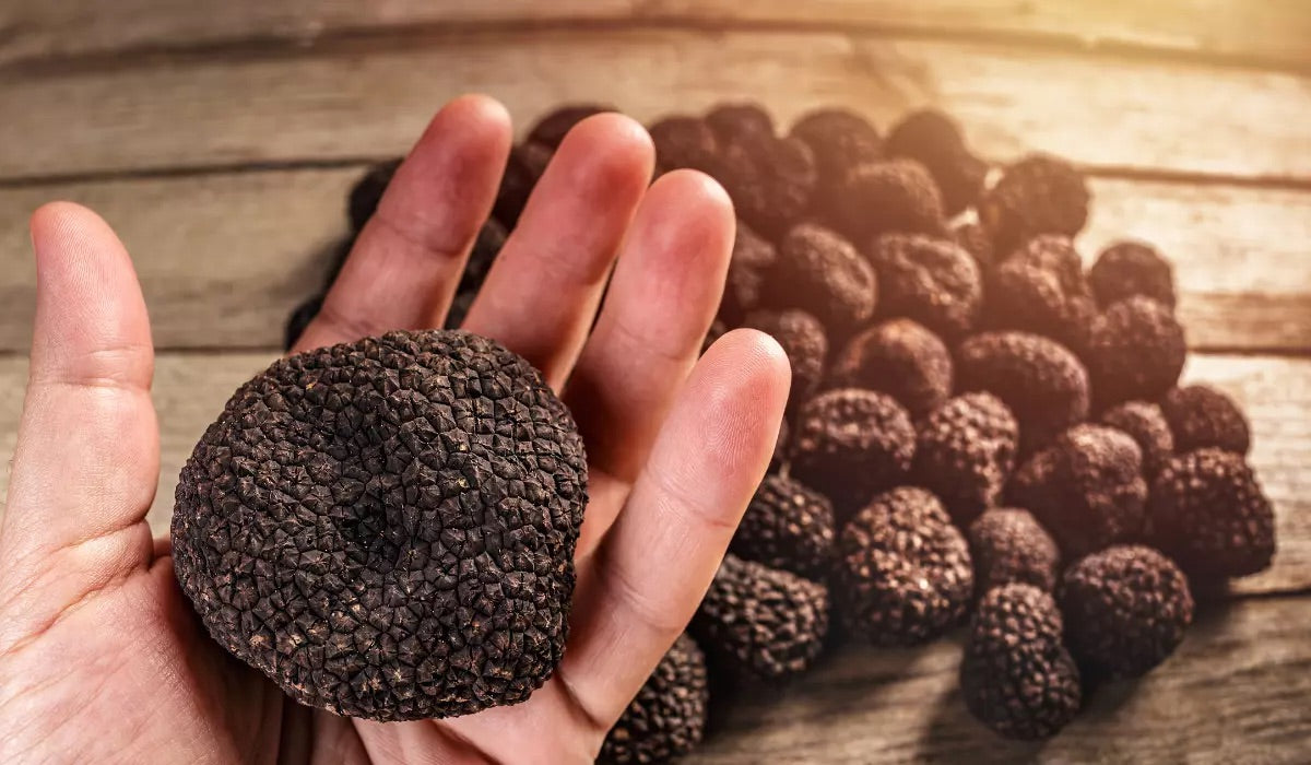 Health Benefits of Truffles: Nature’s Underground Treasure