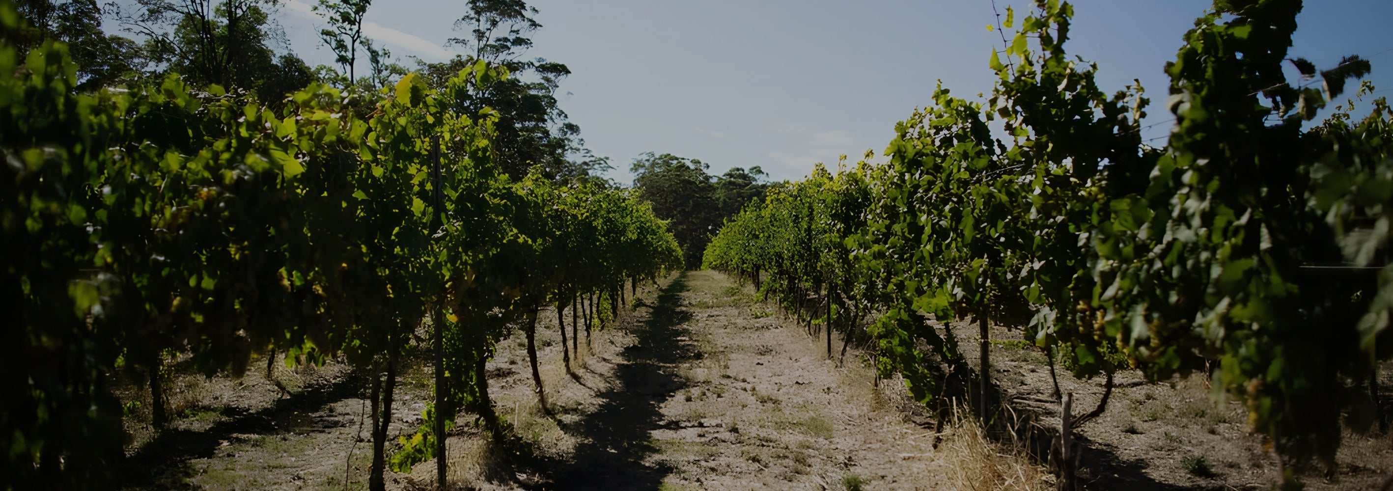 Truffle Hill Wines